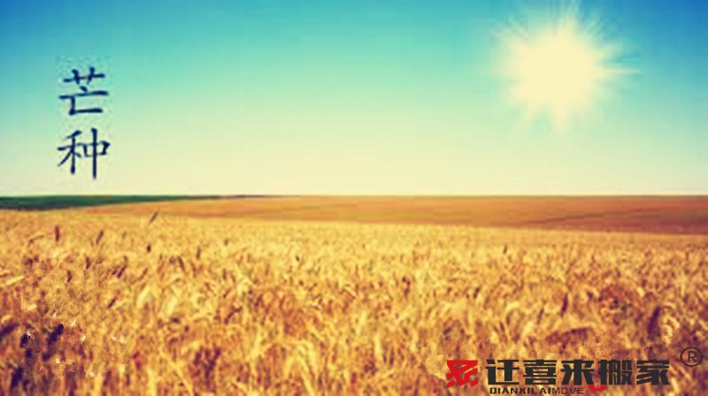 芒種節氣.jpg